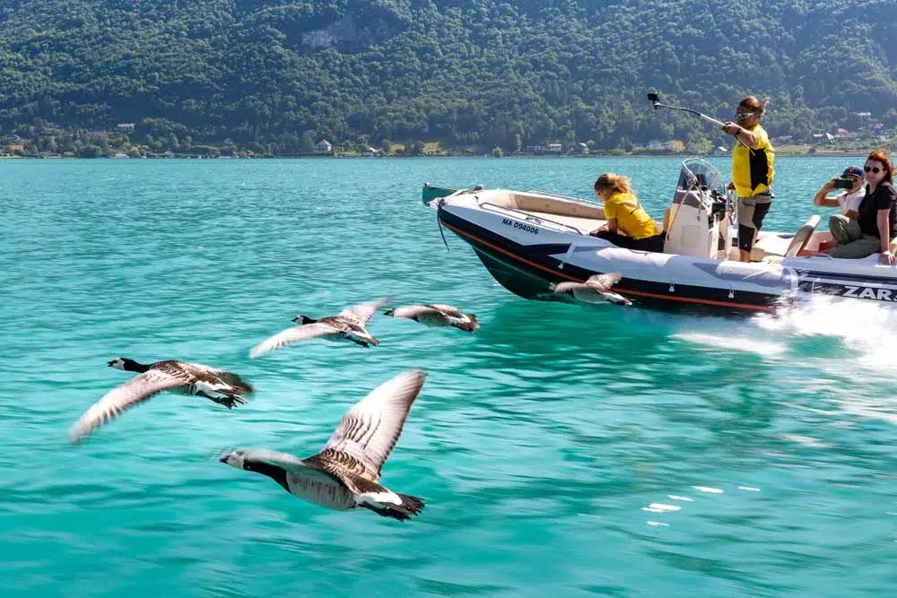 Vol d'oies sur le lac d'Annecy