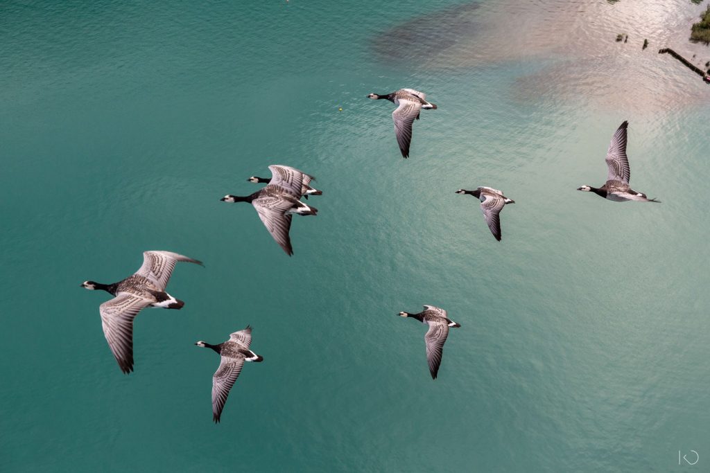 oiseaux migrateurs au dessus du lac d'Annecy