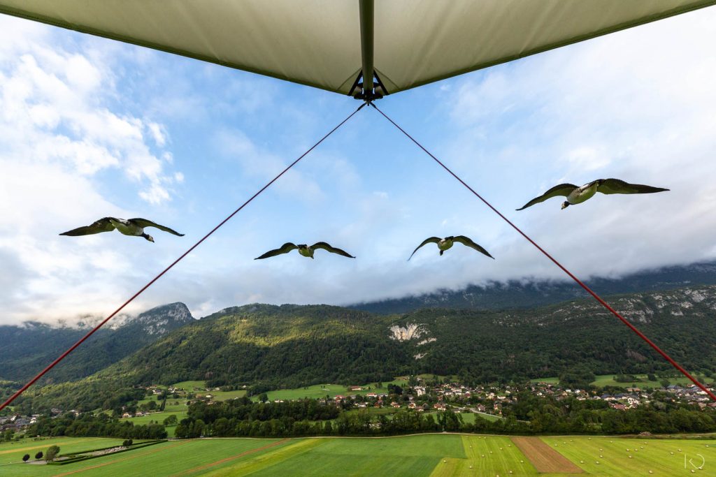 oies qui volent devant un ULM