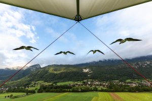 oies qui volent devant un ULM